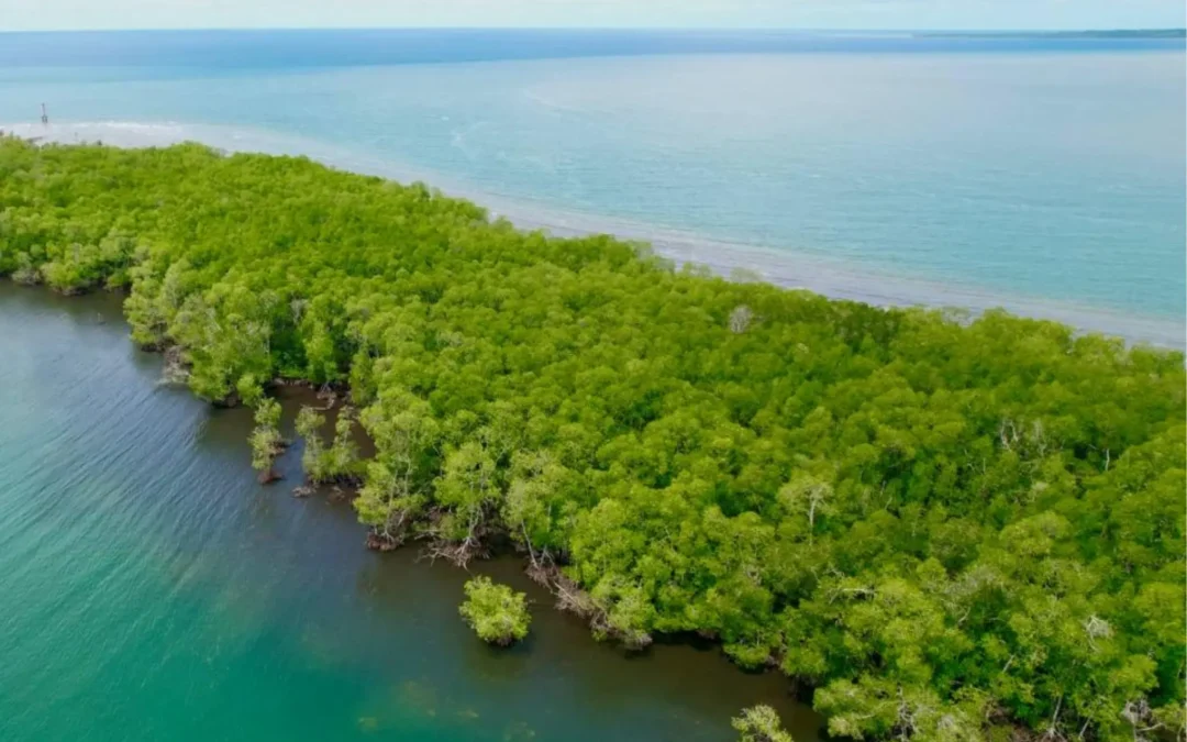 Hutan Mangrove Desa Maileppet: Keajaiban Ekosistem Pesisir yang Kaya Keanekaragaman Hayati